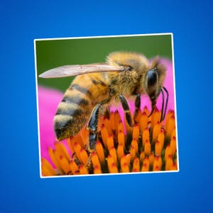 Pegatinas de flores de abejas, pegatinas de abejas, salvemos a las abejas, polinizadores, fotos de vida salvaje, fotos de naturaleza, fotos de exteriores y jardines, insectos