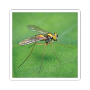 Glänzender Käfer Aufkleber, glänzender Fliegenaufkleber, glänzender Käferaufkleber, glänzende Fliegen, kleine goldene Fliege, Insektenaufkleber, Wildtieraufkleber, Natur