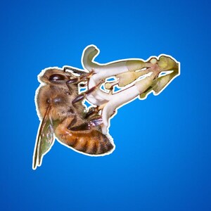 Sticker honingbij, honingbij tijdens de vlucht, bij tijdens de vlucht, zwevende honingbij, bij en zonnebloem, bestuivers, natuurfoto, beestjes, insecten,