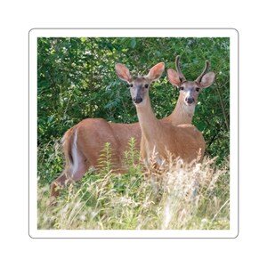 Adesivo de veado, veado de cauda branca, fanfarrão e corça, cervo, fanfarrão em veludo, cervo de verão, vida selvagem, natureza, adesivo de animal, adesivos decorativos