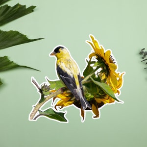 Jilguero comiendo semilla de girasol pegatina, pegatina de pájaro amarillo y negro, pinzones aman los girasoles, pegatinas de fotos de vida silvestre y naturaleza, pájaros