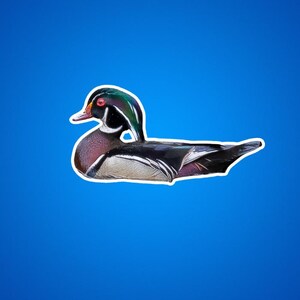 Pegatina de pato de madera, pato de madera macho, draco de pato de madera, pato colorido, fotos de patos, fotos de vida silvestre, fotos de la naturaleza, fotos de aves acuáticas, patos de madera