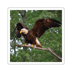Ali dell'aquila calva spiegate, ali d'aquila, adesivo dell'aquila calva, rapaci, uccelli rapaci, adesivo americano, foto della fauna selvatica, foto della natura, uccelli