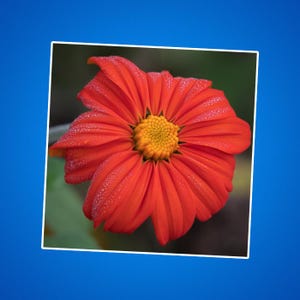 Mexikanische Sonnenblume Aufkleber - Blumenaufkleber, Orange und Gelb Blumenaufkleber, Laptop Dekor, Wasserflasche Aufkleber, Geschenk für Pflanzenliebhaber