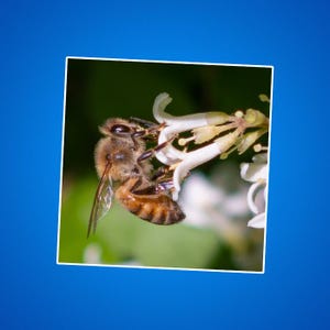Sticker honingbij, honingbij tijdens de vlucht, bij tijdens de vlucht, zwevende honingbij, bij en zonnebloem, bestuivers, natuurfoto, beestjes, insecten,