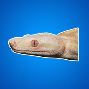 Albino Boa Contrictor Aufkleber, Reptilien-Liebhaber Geschenk, Exotisches Tier Aufkleber, Natur Inspiriertes Laptop Dekor, Schlangen Kunst Dekorationen, Wildtiere