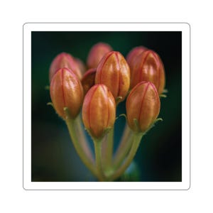 Sticker bloemknoppen, bloemknoppen, bloemknoppen, bloemensticker, natuurfotostickers, bloeiend, decoratie voor laptop, mooie bloemknoppen, schoonheid