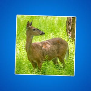 Weißwedelhirsch (Doe) Kiss-Cut Aufkleber - Naturliebhaber Geschenk, Wildtier Aufkleber, Outdoor-Enthusiast, Tierliebhaber, Laptop Dekor, Wasserflasche