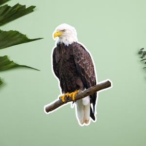 Pegatinas de águila calva americana, águila calva posada en una pegatina de rama, aves rapaces, rapaces, fotos de vida silvestre, naturaleza y aves, garras de águila