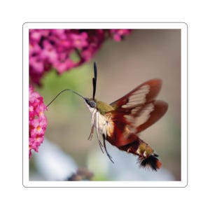 Kolibri Motte Aufkleber, Kolibris, Motten und Schmetterlinge, Insekten und Käfer, Tier- und Naturfotos, Tiertiere für Kinder, Gartenszenen