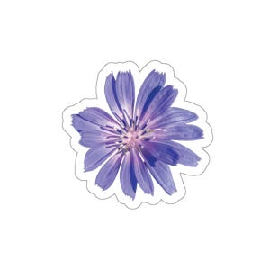 Wilde witlofsticker, sticker blauwe bloem, gestanste sticker voor laptop, bloemensticker, sticker voor waterfles, blauw op groen, natuurfoto