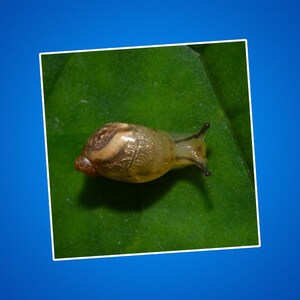 Snail Garden Aufkleber, Naturliebhaber Geschenk, Pflanze Mom Decor, Süßer botanischer Aufkleber, Laptop Aufkleber, wasserdichter Vinylaufkleber