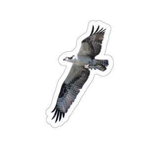 Osprey flying with fish, osprey sticker, bass, osprey in flight, osprey with fish in claws, wildlife photos, nature photos, fisherman, fish