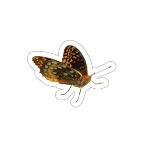 Sticker vlinder vlinder, prachtige vlindersticker, oranje vlinder, vlinders, insecten, beestjes, natuurfoto's, natuurfoto's,