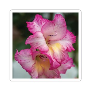 Gladioolstickers, roze en gele gladiolen, roze en witte bloemen, roze en gele bloemen, tuinbloemen, bloemenfoto's, natuurfoto's
