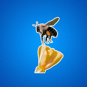 Adesivos de abelha, adesivo de abelha, abelha coberta de pólen, banho de pólen, polinizadores, fotos de vida selvagem, insetos e fotos de insetos