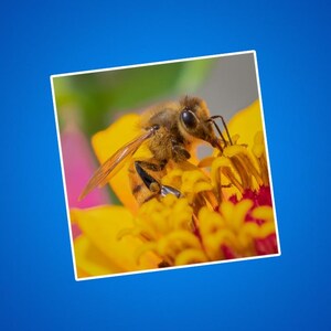 Honigbienen-Blumen-Aufkleber, Honigbienen-Aufkleber, speichern Sie die Bienen, Bestäuber, Wildtier-Bilder, Naturfotos, Außen- und Garten-Bilder, Käfer-Insekten