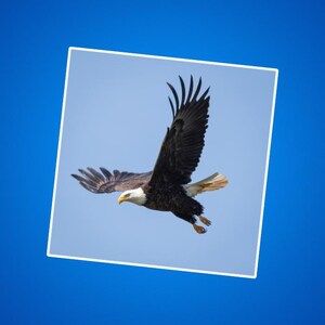 Pegatinas de águila calva, pegatina de águila en vuelo, águila calva altísima, fotos de vida silvestre, rapaces y aves rapaces, patriótica, naturaleza de EE. UU.