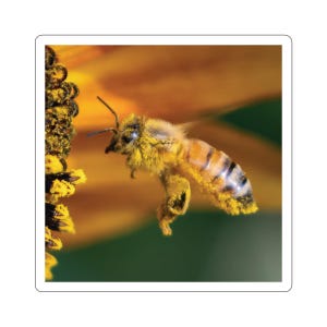 Adesivos de abelha em voo, abelha em voo, abelhas pairando, insetos em voo, polinizadores, fotos da vida selvagem, insetos para crianças, fotos da natureza