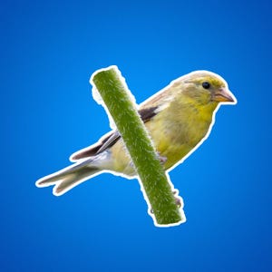 Stickers distelvink, sticker goudvink, gele en zwarte vogels, dieren in het wild en natuurfoto's, dierenstickers voor kinderen, zangvogels, buitenshuis