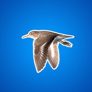Killeer fliegen über die Wasser Aufkleber, Kill Deer Vogel Aufkleber, Ufervögel, Wildtier Aufkleber, Naturfotografie, Tiere für Kinder,