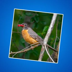 Stickers Robin, een roodborstje met een mondvol bessen sticker, stickers vogels en dieren, natuur- en natuurfoto's, dierenstickers voor kinderen