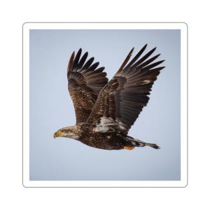 Adesivo de águia careca juvenil, jovem águia careca em vôo, águia voadora, adesivo de águia, adesivo de pássaro, adesivos patrióticos, vida selvagem, natureza