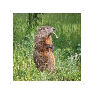 Adesivi marmotta, adesivi marmotta, maiali macinati, adesivi di mammiferi, foto di animali, foto della natura, adesivo fotografico della fauna selvatica