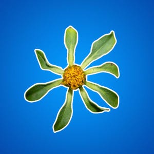 Des Teufels Bettler Aufkleber, Blumenaufkleber, Naturaufkleber, lila Stengelaugeaufkleber, Pflanzenaufkleber