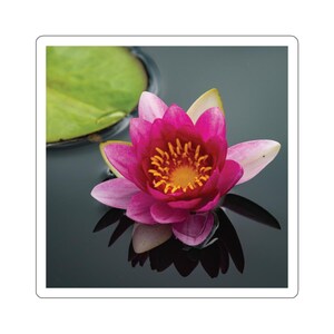 Seerosen Aufkleber, rosa Seerosen, rote Seerosen, Blumen Fotos, Natur Fotografie, Outdoor, Koi Teich, Spiegelung