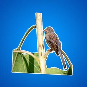 Stickers mus op zonnebloem, cadeau vogelliefhebber, op de natuur geïnspireerde stickers, schattige vogeldecoratie, vogels voor vogelaars