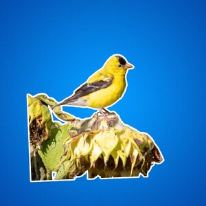 Stickers distelvink, sticker goudvink, gele en zwarte vogels, dieren in het wild en natuurfoto's, dierenstickers voor kinderen, zangvogels, buitenshuis