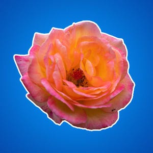 Een roze en gele roos op een sticker, cadeaus voor tuinders, rozen als decoratie, buiten- en natuurfoto's, prachtige bloemen, beestjes