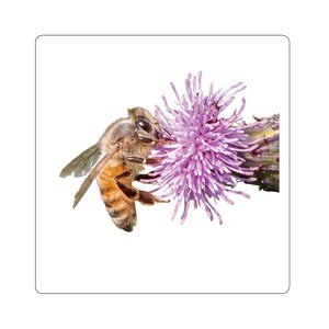 Honey bee sticker, bees sticker, honey bees, pollinator, bees, worker bee sticker, wildlife sticker, nature sticker, wildlife photo, insects
