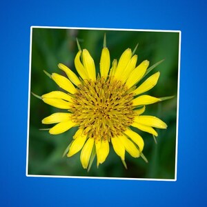 黄色のサルシファイの花のステッカー - 植物のデカール、花柄のラップトップステッカー、自然のビニールデカール、サニーイエローの野生の花のステッカー、庭師