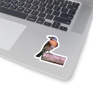 Sticker Sialia op een vogelhuisje - Kiss-Cut sticker, schattige vogel laptop decoratie, kleine vinyl sticker, natuurliefhebber cadeau, sticker waterfles,