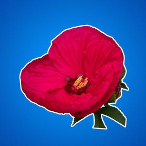 Hibiskus Aufkleber, Tropisches Blumendekor, Hawaiianische Blumenaufkleber, Botanische Laptopaufkleber, Gartenpflanzenetikett, Vinyl-Blumentopfaufkleber