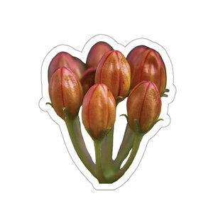 Sticker bloemknoppen, bloemknoppen, bloemknoppen, bloemensticker, natuurfotostickers, bloeiend, decoratie voor laptop, mooie bloemknoppen, schoonheid