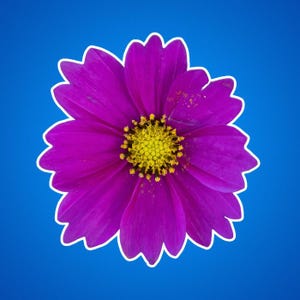 Pegatinas de cosmos morados, pegatinas de cosmos de azufre, flores de coreopsis, flores de jardín, fotos de naturaleza, aire libre y vida salvaje, imágenes florales