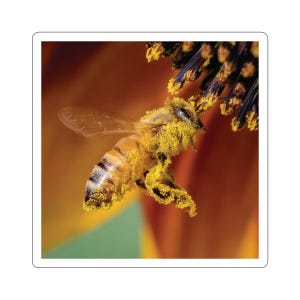 Adesivos de abelha em voo, abelha em voo, abelhas pairando, insetos em voo, polinizadores, fotos da vida selvagem, insetos para crianças, fotos da natureza