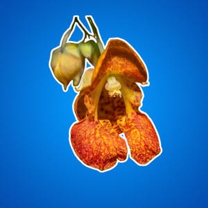 Impatiens Blumenaufkleber, Jewelweed Blumenaufkleber, Touch-Me-Not Blumenaufkleber, Geschenk für Blumenpflanzenliebhaber, Botanische Aufkleber