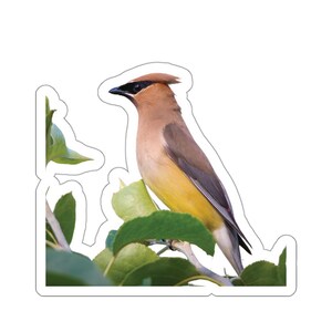 Sticker cedar pestvogel, ceder pestvogel op tak, sticker vogel, natuurfoto, natuurfoto, prachtige vogel, sticker voor laptop, waterfles