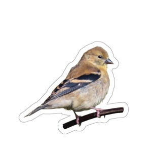 Stickers distelvink, sticker goudvink, gele en zwarte vogels, dieren in het wild en natuurfoto's, dierenstickers voor kinderen, zangvogels, buitenshuis