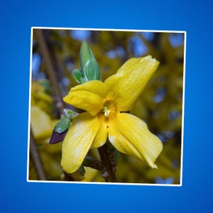 Sticker Forsythia Flower - op de natuur geïnspireerde Kiss-Cut-stickers voor laptops, tijdschriften, waterflessen, scrapbooking en knutselen