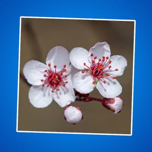 Kirschblüten Aufkleber - Floral Kiss-Cut Aufkleber, Sakura Aufkleber, Japanische Kirschblüte Laptop Aufkleber, rosa Blume Vinyl Aufkleber, niedlich