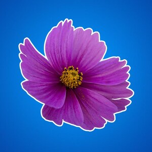 Paarse kosmosstickers, zwavelkosmossticker, coreopsisbloemen, tuinbloemen, natuurfoto's, buitenshuis en dieren in het wild, bloemenfoto's