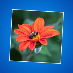 Stickers bourdons, Sticker nature, Sticker fleur, Sticker mignon, cadeau pour amateur de plantes, décoration de jardin