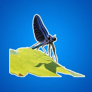 Aufkleber für Naturliebhaber, Aufkleber für Outdoor-Begeisterte, Geschenk für Naturliebhaber, Botanische Planerdekoration, Insektenliebhaber