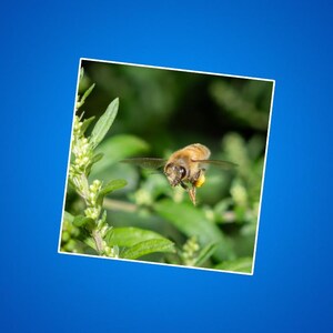 Flying Honeybee Sticker, Green Flower Decal, Nature Lover Gift, Laptop Sticker, Cute Bee Decor, Planner Sticker bugs and insects
