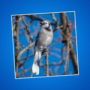 Blauwe gaai zit op een tak Sticker, kraaiachtigen, cadeaus voor vogelaars, natuurfoto's, natuurfoto's, buitenscènes, cadeaus voor dieren